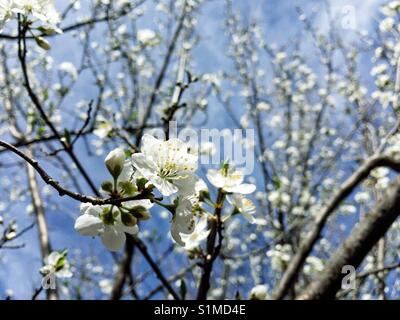 Albero di prugna fiore in primavera Foto Stock