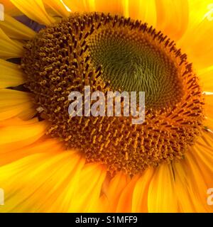 Girasole Foto Stock