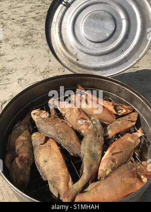 Pesci di fiume cucinato al rogo. Affumicato caldo pesce persico si trova all'aperto in un dispositivo per fumatori Foto Stock