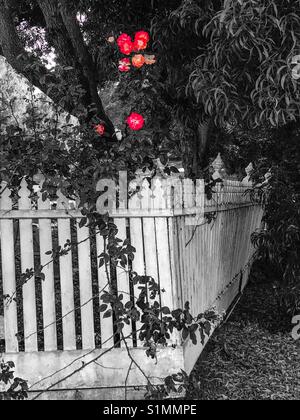White Picket Fence & Roses Foto Stock