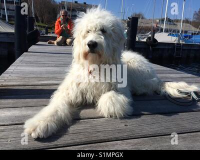 Goldendoodle gigante best sale