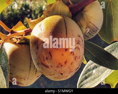 Persimmon la maturazione dei frutti su albero. Diospyros kaki, noto anche come kaki o frutto di Sharon. Foto Stock