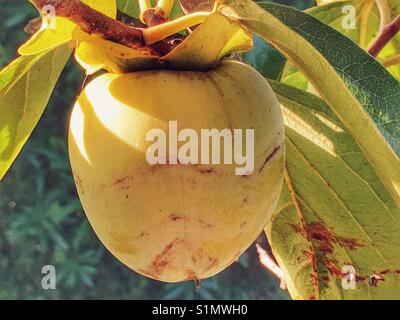 Persimmon la maturazione dei frutti su albero. Diospyros kaki, noto anche come kaki o frutto di Sharon. Foto Stock