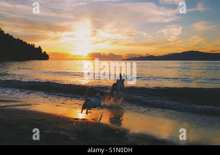 Due cani in esecuzione in acqua al tramonto. Foto Stock