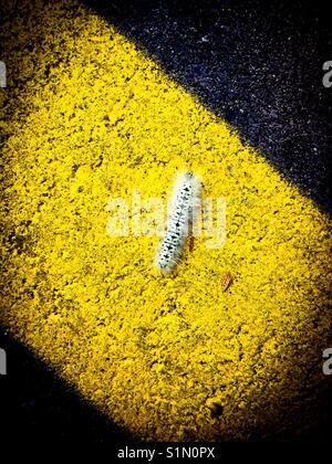 Pelosi caterpillar bianco con macchie nere sulla linea gialla Foto Stock