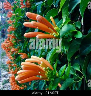 Orange sub tropicale creeping fiori Foto Stock