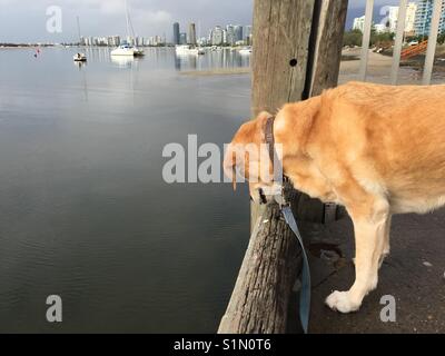 Il Labrador retriever guardando il pesce in acqua Foto Stock