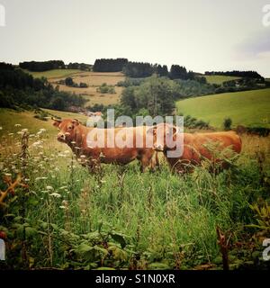 Due red Limousin vacche in un campo, guardando il visore Foto Stock