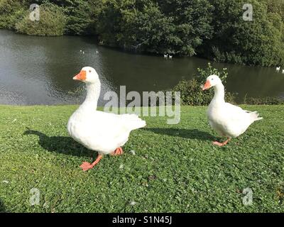 Coppia di oche Foto Stock