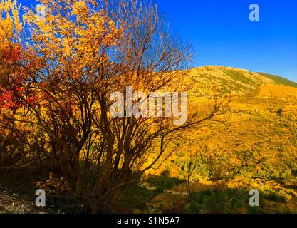 Gialle di montagna di sunrise e di Alberi vicino a Poros sull'isola di Cefalonia in mare Ionio in Grecia Foto Stock