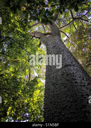 Il filo interdentale in seta tree (Ceiba speciosa, formerly Chorisia speciosa), è una specie di albero a foglie decidue nativa per le foreste tropicali e subtropicali del Sud America. Foto Stock