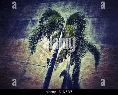 Palm trees against a brick wall. Foto Stock