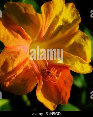 Giallo Quattro ore macro di fiori nella luce calda del sole, Mirabilis Jalapa Foto Stock