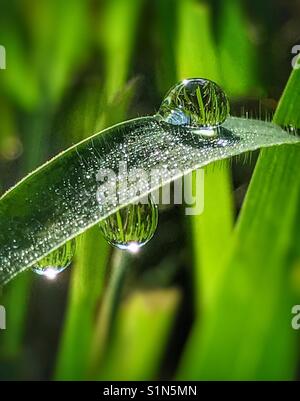 Gocce di rugiada su una lama di erba Foto Stock