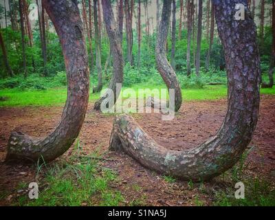 La cosiddetta foresta storta in nowe czarnowo villaggio in Polonia Foto Stock