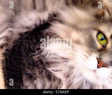 Eye spy- green-eyed, con i capelli lunghi, tabby guarda la fotocamera in foto morbido Foto Stock