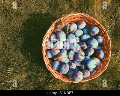 Appena raccolto viola di potare le prugne in un cesto di vimini seduto sull'erba all'esterno. Camera per copia. Foto Stock