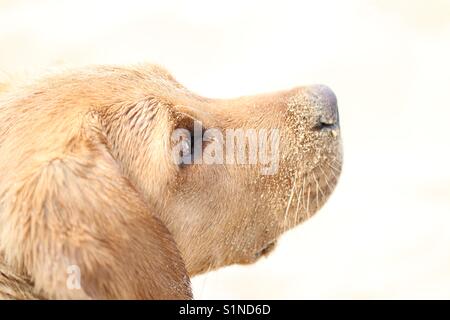 Un simpatico Labrador retriever puppy in un tasto hi immagine coperto di sabbia con un brillante, sfondo bianco. Foto Stock