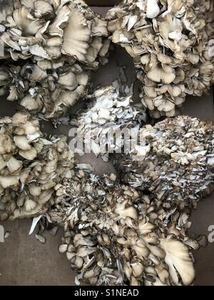 Cluster di funghi maitake Foto Stock