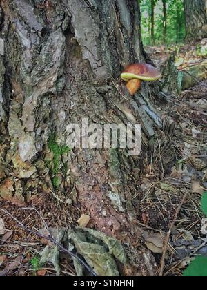 Raro esempio di bay bolete cresce su un tronco di albero Foto Stock