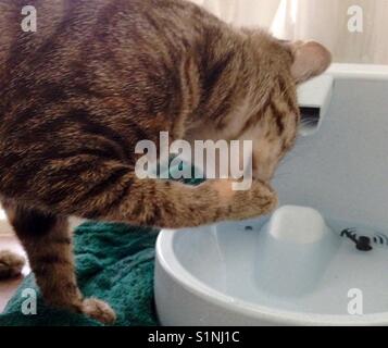 Tabby cat acqua potabile dalla fontana di cat Foto Stock