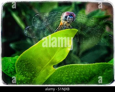 Una femmina blu a forma di libellula dasher arroccato su una foglia, pachydiplax longipennis Foto Stock