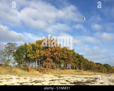 Uomo in camicia rossa lascia il suo hang glide in una giornata di vento sotto il cielo blu in piedi di fronte ad alberi di giallo sulla spiaggia sabbiosa in göhren, ruegen, Germania orientale Foto Stock