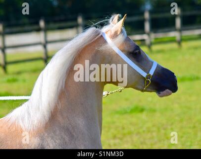 Palomino cavallo Foto Stock