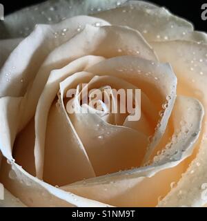 Champagne rose Foto Stock