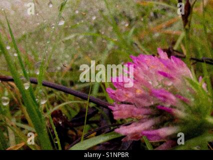 Fiore di trifoglio dopo la doccia a pioggia Foto Stock