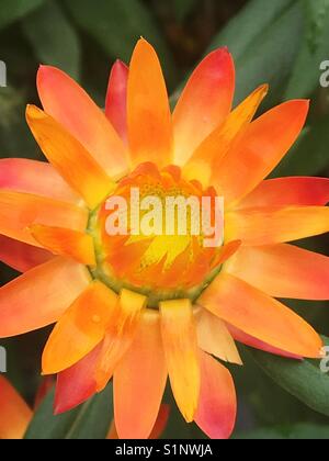 Sundaze blaze uvularia Foto Stock