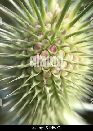 Close up di erba selvatica nel campo Foto Stock