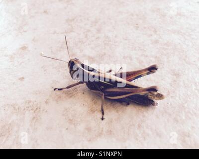 Grasshopper vicino a Lixouri a Cefalonia in isola del mar Ionio in Grecia Foto Stock