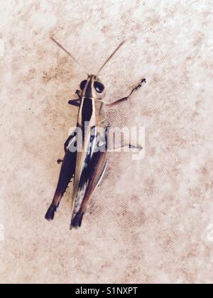 Brown grasshopper sull'isola di Cefalonia in Grecia Foto Stock