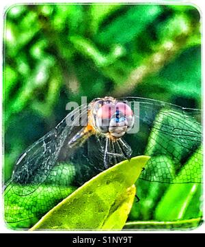 Una femmina blu a forma di libellula dasher arroccato su una foglia, pachydiplax longipennis Foto Stock