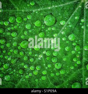 Wet nasturtium foglia. Foto Stock