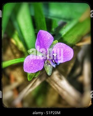 Minuscola viola macro di fiori selvaggi, nakedstem dewflower, murdannia nudiflora Foto Stock