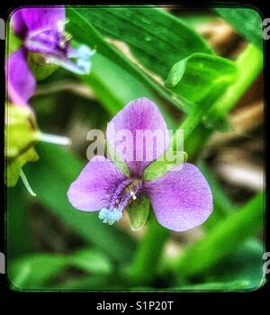 Minuscola viola macro di fiori selvaggi, nakedstem dewflower, murdannia nudiflora Foto Stock