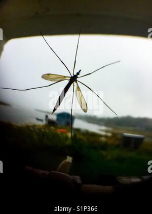 Big bug sul porto Foto Stock
