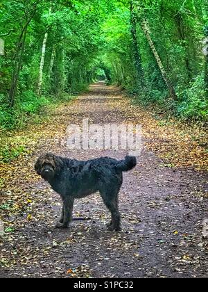 Labradoodle nero cane sta guardando la telecamera sotto un tunnel di alberi Foto Stock