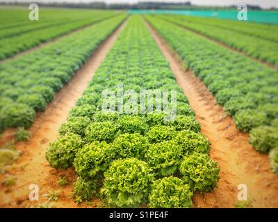 Commercialmente le lattughe coltivate Foto Stock