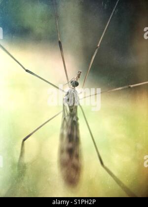 Primo piano di una gru volare Foto Stock