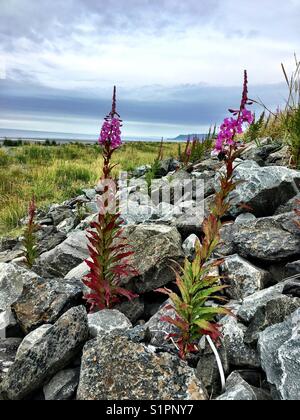 Fireweed crescente lungo la costa in Omero, Alaska. Foto Stock