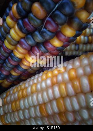 Il mais indiano, con la sua ricca gamma di chicchi multicolori in tonalità blu, rosso, giallo e marrone, è un simbolo tradizionale della stagione autunnale del raccolto. Foto Stock