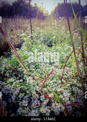 Frost Aster Foto Stock