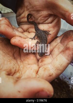 Buon newt Triturus vulgaris sul ragazzo in mano Foto Stock