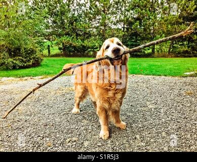 Golden retriever con un grosso bastone in bocca Foto Stock