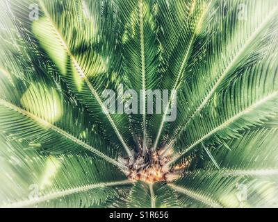 Cycad, Cycas revoluta, palma di Sago giapponese, vista ad angolo alto Foto Stock