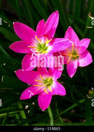 Fiori di colore rosa giglio di pioggia (zephyranthes grandiflora). crescere in indonesiano piccolo giardino. Foto Stock