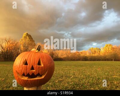 La zucca in campo Foto Stock